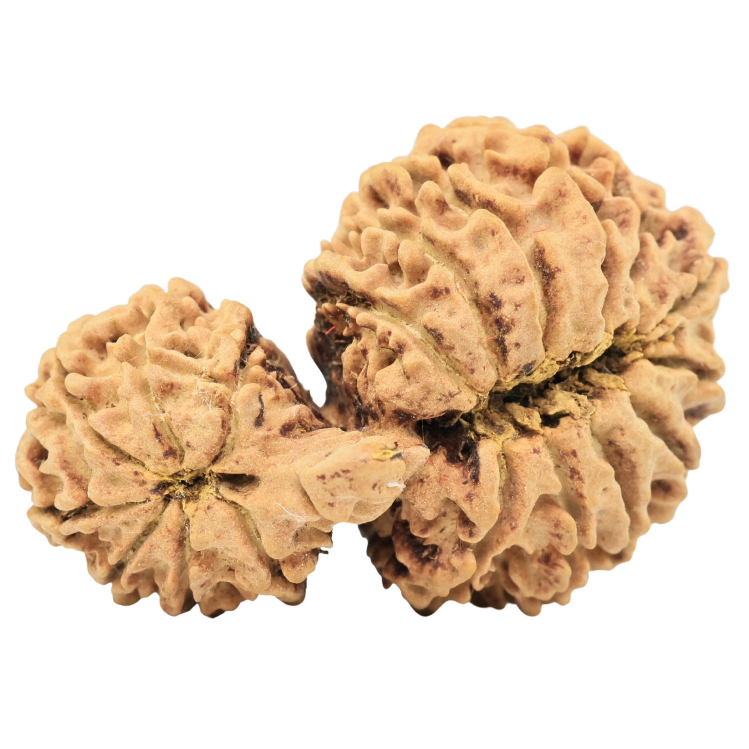 18 MK Gaurishankar 34.2mm 4.7gm - Rudraksha back