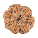 7 Mukhi Rudraksha 28.5mm 6.84gm - Rudraksha back