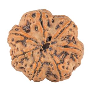 7 Mukhi Rudraksha 28.5mm 6.84gm - Rudraksha back