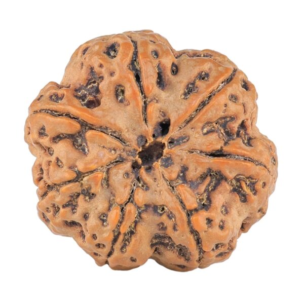 7 Mukhi Rudraksha 28.5mm 6.84gm - Rudraksha back