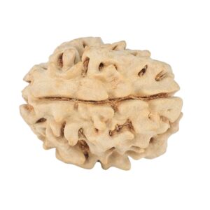 1 Mukhi Rudraksha 21.7mm 2.93gm - Rudraksha back