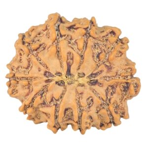 10 Mukhi Rudraksha 24.4mm 3.25gm - Rudraksha back