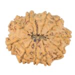 10 Mukhi Rudraksha 23.9mm 3gm - Rudraksha back