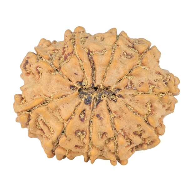 10 Mukhi Rudraksha 23.9mm 3gm - Rudraksha back