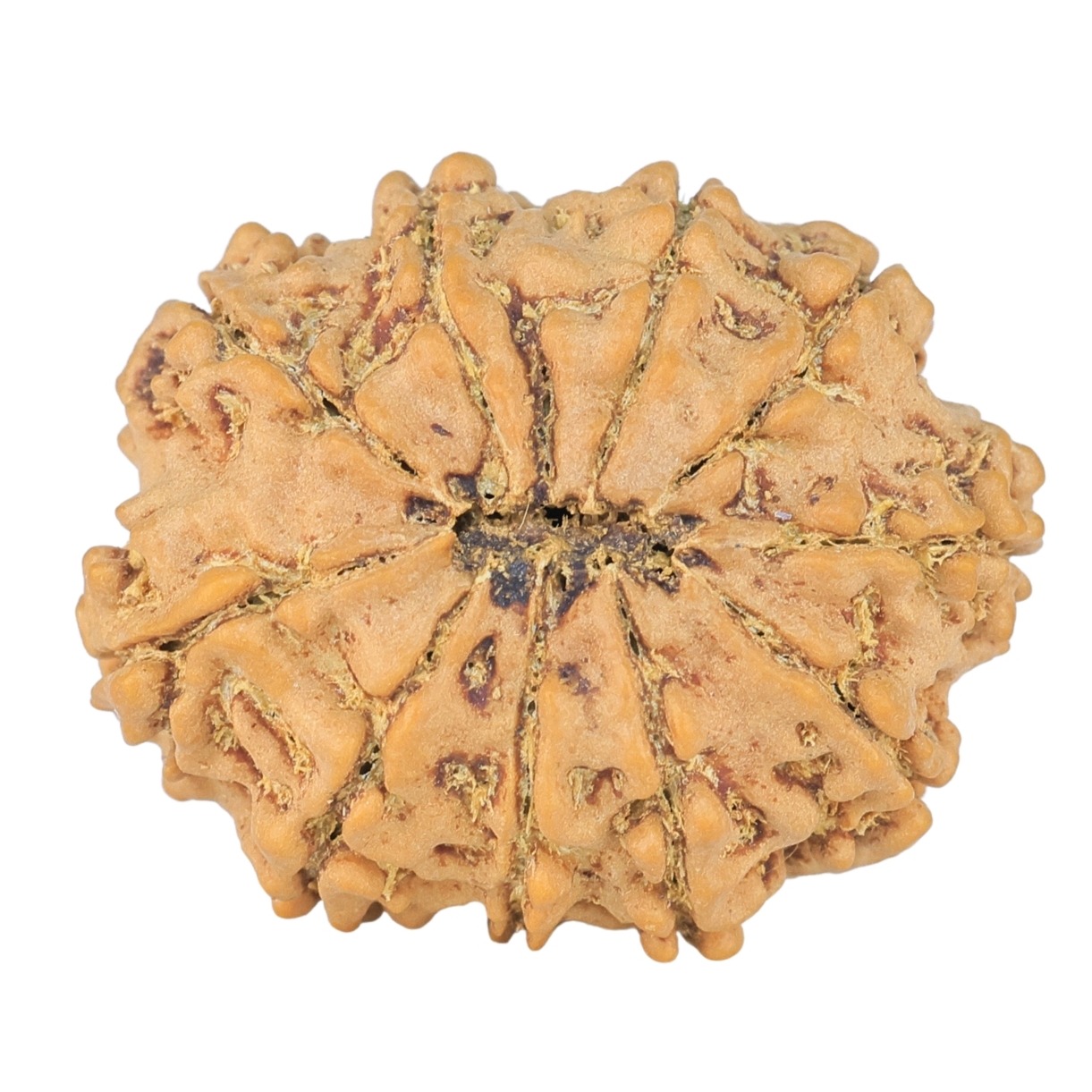 10 Mukhi Rudraksha 23.9mm 3gm - Rudraksha back