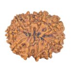 10 Mukhi Rudraksha 26.7mm 4.29gm - Rudraksha back