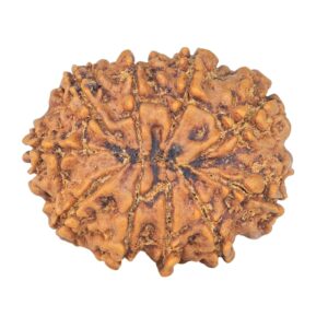 10 Mukhi Rudraksha 26.7mm 4.29gm - Rudraksha back