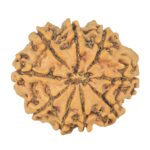 9 Mukhi Rudraksha 24.2mm 3.59gm - Rudraksha back