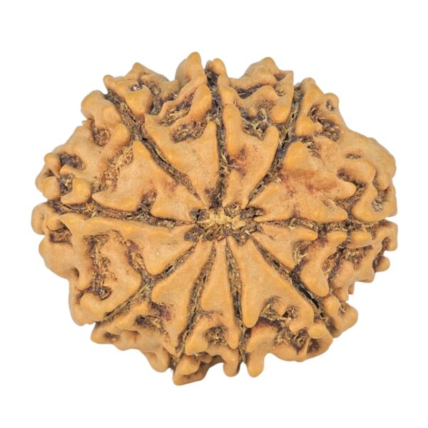 9 Mukhi Rudraksha 24.2mm 3.59gm - Rudraksha back