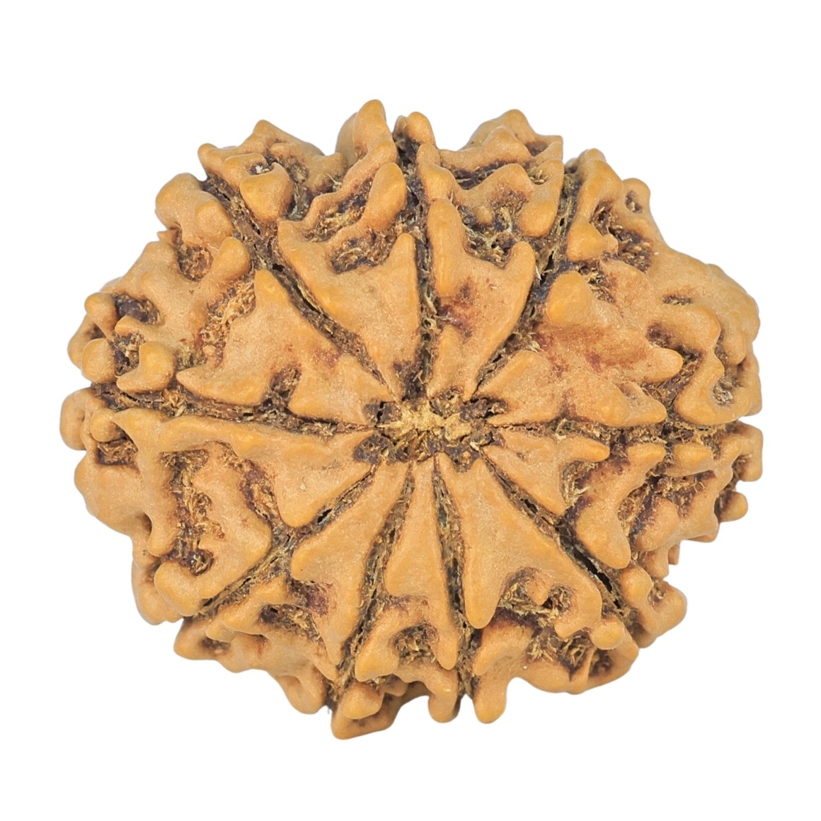 9 Mukhi Rudraksha 24.2mm 3.59gm - Rudraksha back