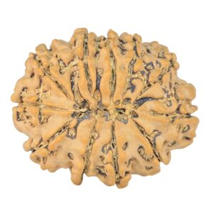 11 Mukhi Rudraksha 25.9mm 3.58gm - Rudraksha back