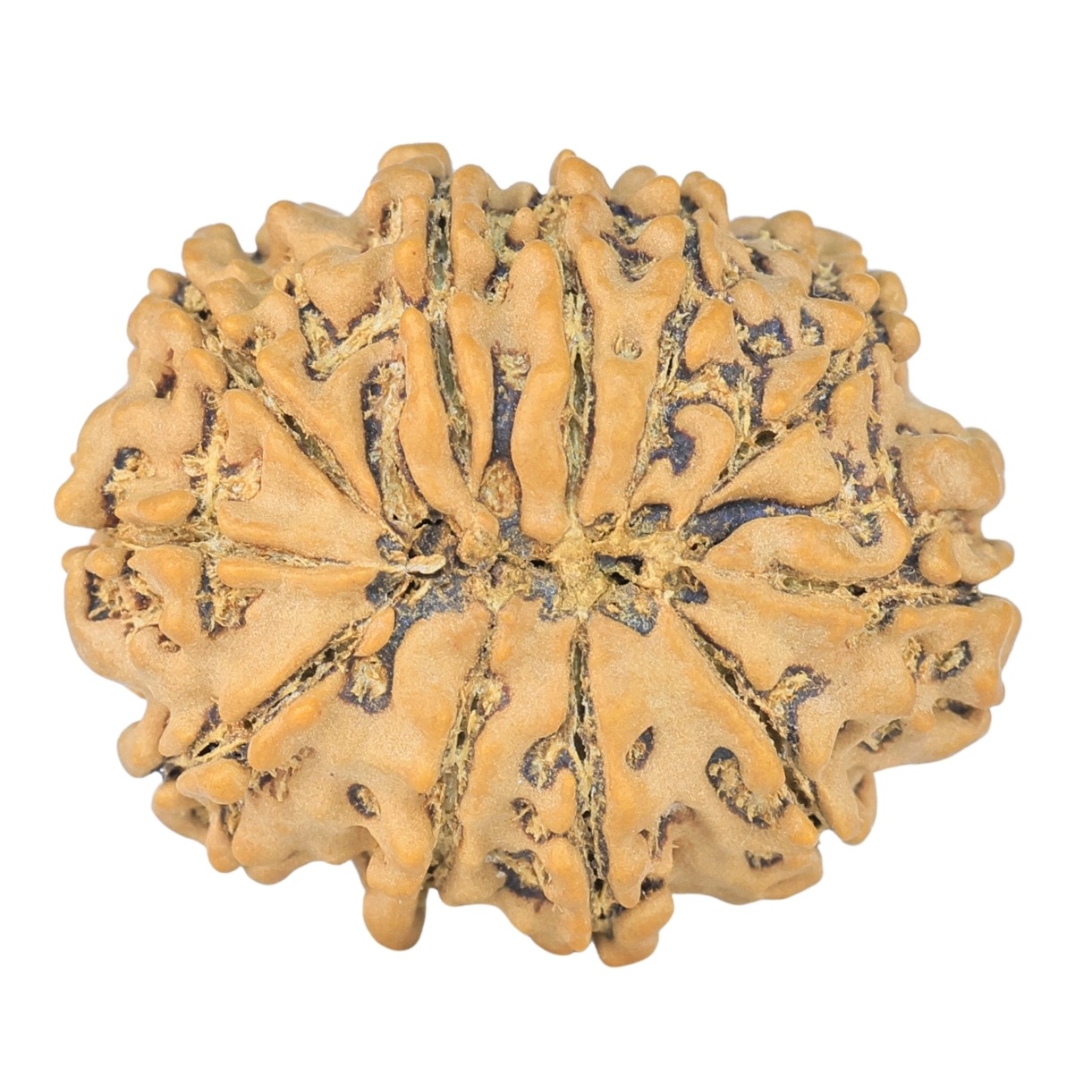 11 Mukhi Rudraksha 25.9mm 3.58gm - Rudraksha back