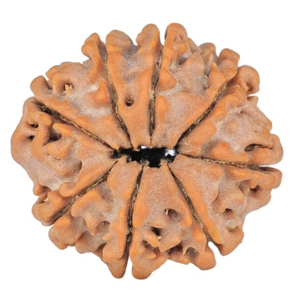 8 Mukhi Rudraksha 23mm 4gm - Rudraksha back