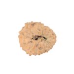 14 Mukhi Rudraksha 20.3mm 2.57gm - Rudraksha back