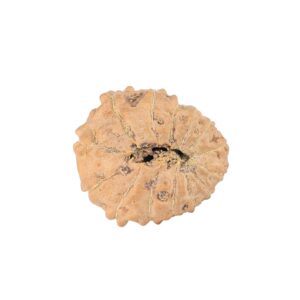 14 Mukhi Rudraksha 20.3mm 2.57gm - Rudraksha back