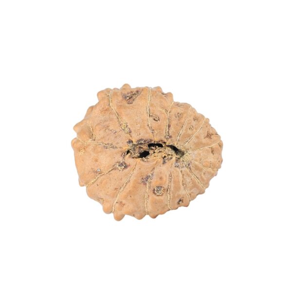 14 Mukhi Rudraksha 20.3mm 2.57gm - Rudraksha back