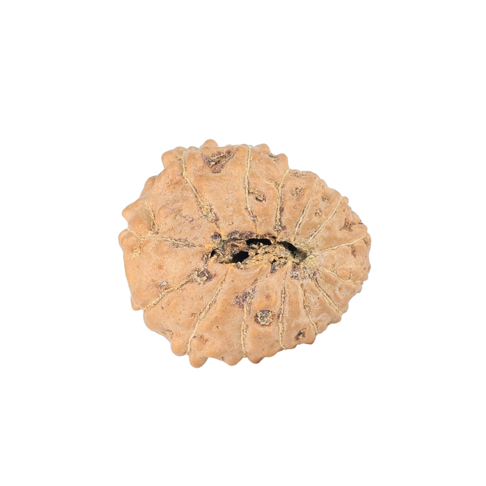 14 Mukhi Rudraksha 20.3mm 2.57gm - Rudraksha back