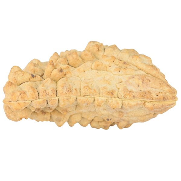 1 Mukhi Rudraksha 38.6mm 6.69gm - Rudraksha back