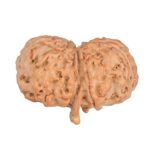 9 Mukhi G.S & Ganesh 30.7mm 5.56gm - Rudraksha back