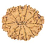 10 Mukhi Rudraksha 24.6mm 3.28gm - Rudraksha back