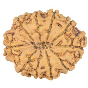 10 Mukhi Rudraksha 24.6mm 3.28gm - Rudraksha back