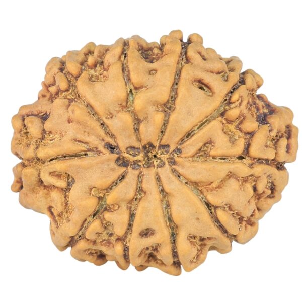 10 Mukhi Rudraksha 24.6mm 3.28gm - Rudraksha back