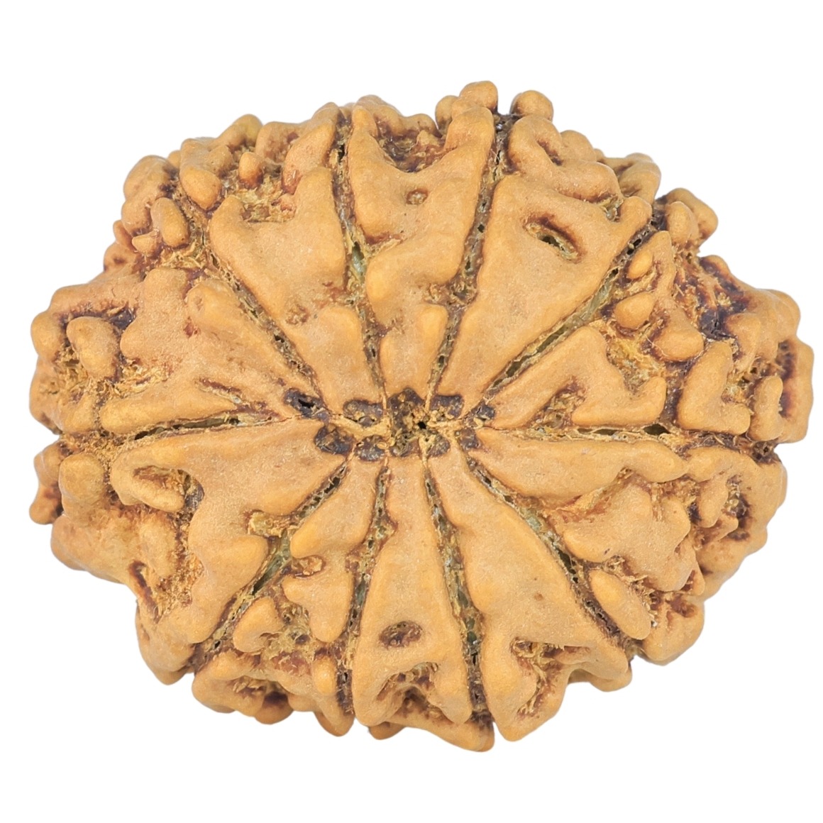 10 Mukhi Rudraksha 24.6mm 3.28gm - Rudraksha back