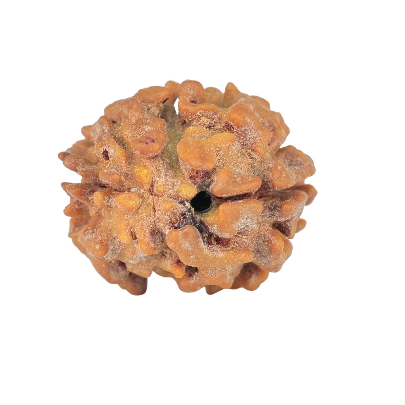 2 Mukhi Rudraksha 20.2mm 2.3gm - Rudraksha back