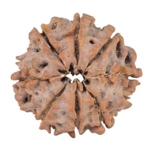 8 Mukhi Rudraksha 21.7mm 2.8gm - Rudraksha back