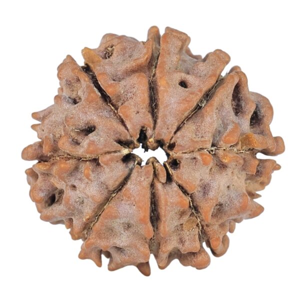 8 Mukhi Rudraksha 21.7mm 2.8gm - Rudraksha back