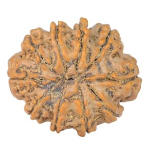 10 Mukhi Rudraksha 27.2mm 4.9gm - Rudraksha back