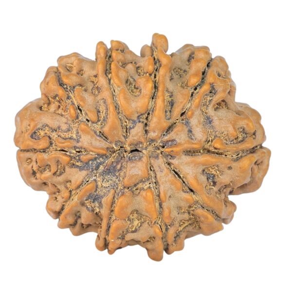 10 Mukhi Rudraksha 27.2mm 4.9gm - Rudraksha back
