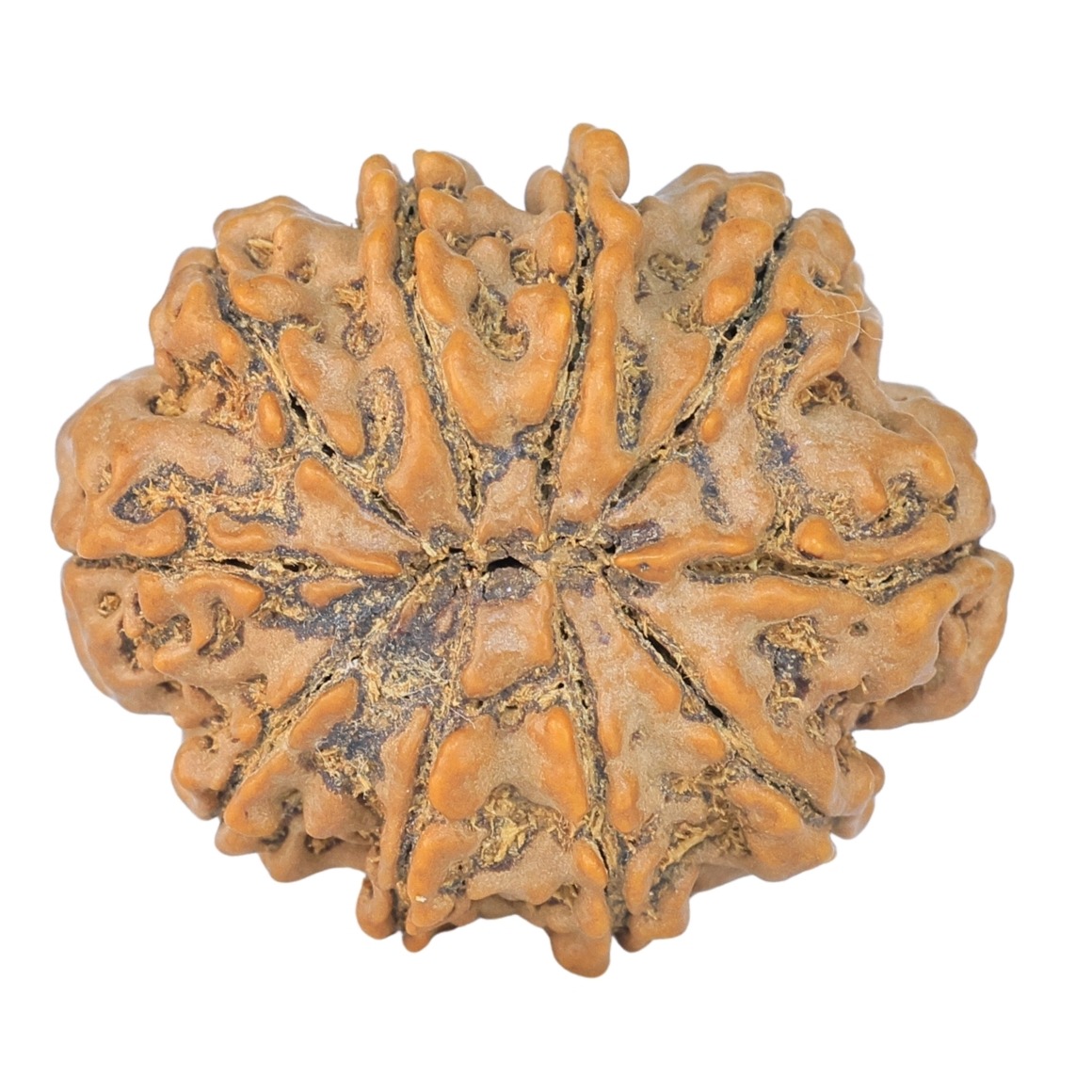 10 Mukhi Rudraksha 27.2mm 4.9gm - Rudraksha back
