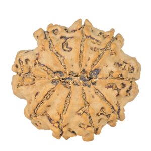 9 Mukhi Rudraksha 24.3mm 3.75gm - Rudraksha back