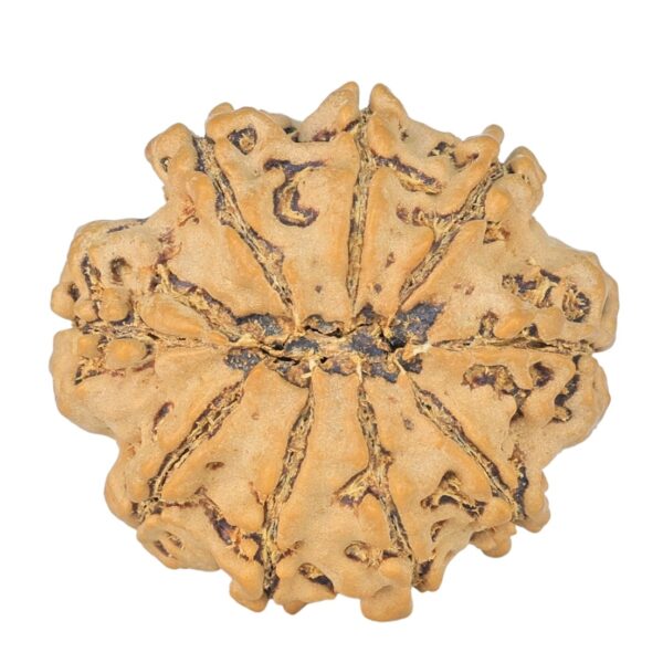 9 Mukhi Rudraksha 24.3mm 3.75gm - Rudraksha back