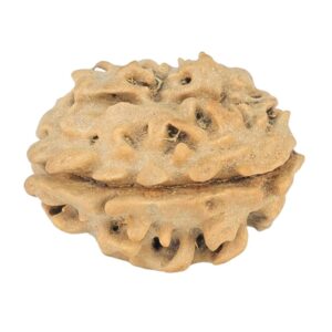 1 Mukhi Rudraksha 19mm 1.72gm - Rudraksha back