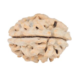 1 Mukhi Rudraksha 20.9mm 2.37gm - Rudraksha back