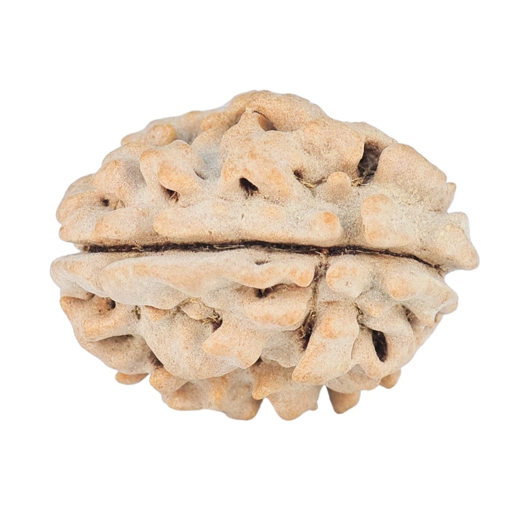 1 Mukhi Rudraksha 20.9mm 2.37gm - Rudraksha back