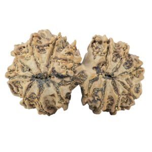 15 MK Gaurishankar 34.8mm 5.63gm - Rudraksha back