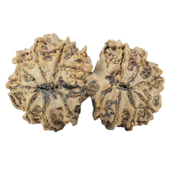 15 MK Gaurishankar 34.8mm 5.63gm - Rudraksha back