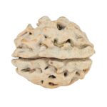 1 Mukhi Rudraksha 18.4mm 2gm - Rudraksha back