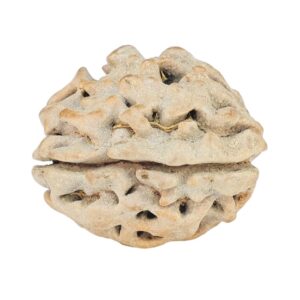 1 Mukhi Rudraksha 18.4mm 2gm - Rudraksha back