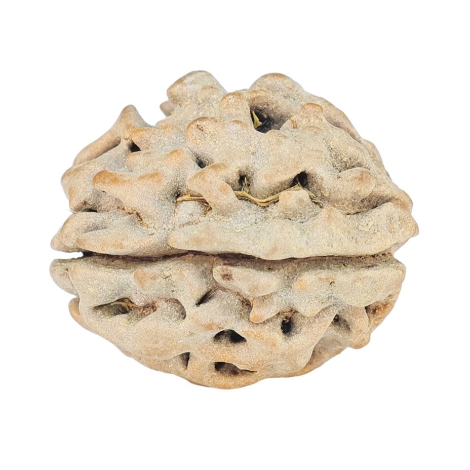 1 Mukhi Rudraksha 18.4mm 2gm - Rudraksha back