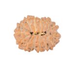 14 Mukhi Rudraksha 21.1mm 2.45gm - Rudraksha back