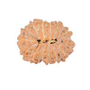 14 Mukhi Rudraksha 21.1mm 2.45gm - Rudraksha back