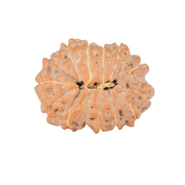 14 Mukhi Rudraksha 21.1mm 2.45gm - Rudraksha back