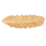 1 Mukhi Rudraksha 39.5mm 3.13gm - Rudraksha back