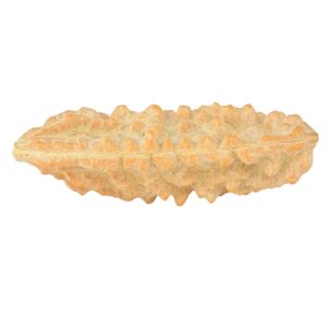 1 Mukhi Rudraksha 39.5mm 3.13gm - Rudraksha back