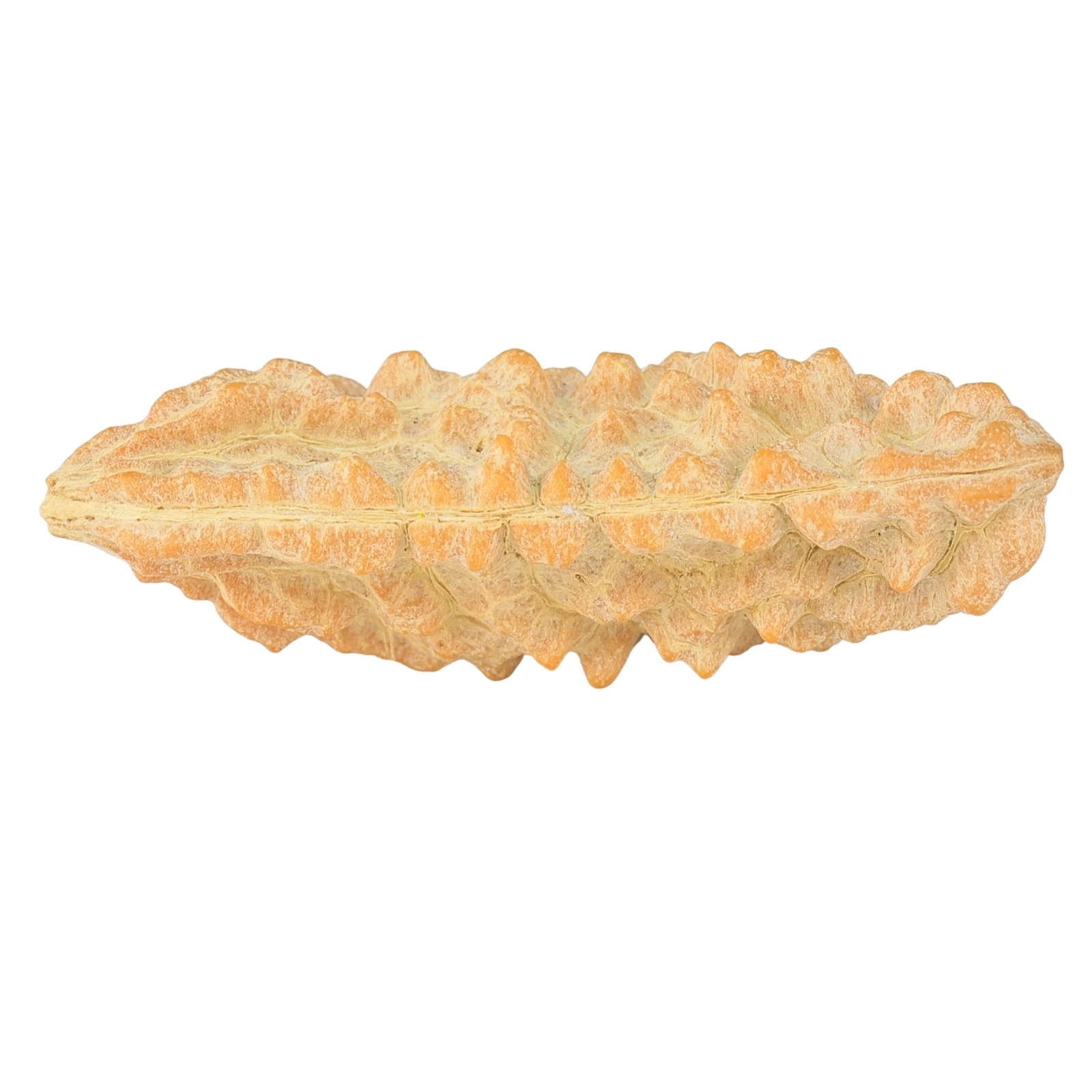 1 Mukhi Rudraksha 39.5mm 3.13gm - Rudraksha back