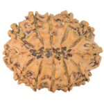 12 Mukhi Rudraksha 26mm 3.55gm - Rudraksha back